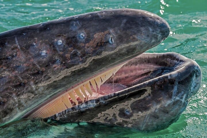 Magdalena Bay Gray Whale Expedition: Close Encounters and Eco-Guided Boat Tours photo 4
