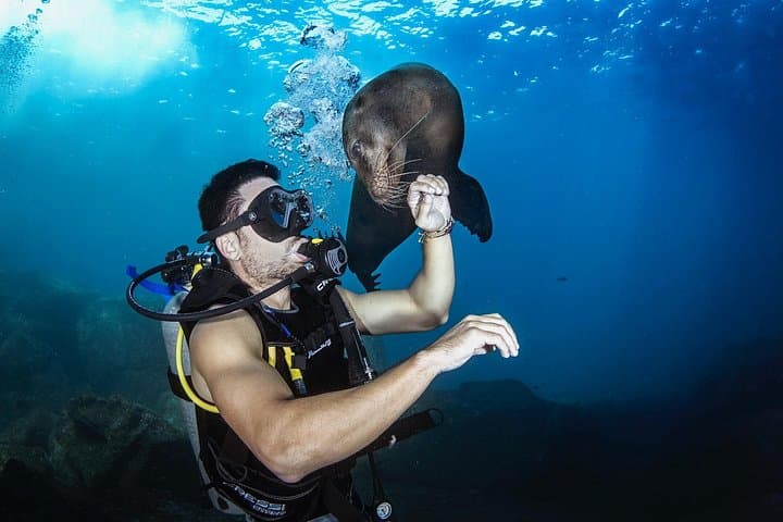Scuba Diving La Paz: Sea Lions, Turtles, Wrecks and Rocky Reefs photo 3