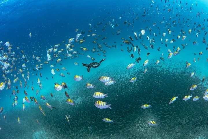 Scuba Diving La Paz: Sea Lions, Turtles, Wrecks and Rocky Reefs photo 4
