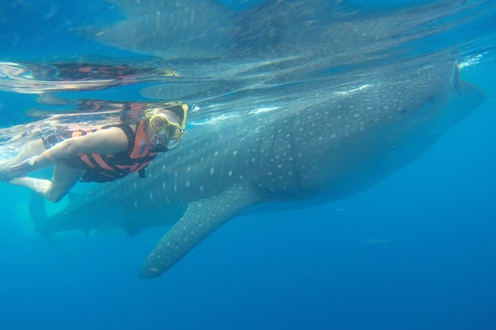 Whale Shark Snorkel from Puerto Morelos: Full-Day Tour with Lunch