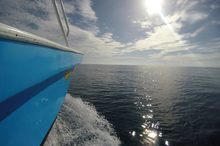 Whale Shark Snorkel from Puerto Morelos: Full-Day Tour with Lunch photo 5