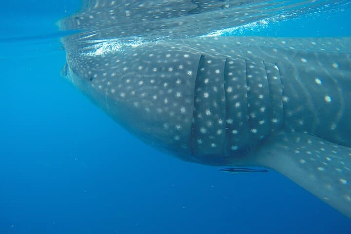 Whale Shark Snorkel from Puerto Morelos: Full-Day Tour with Lunch photo 2