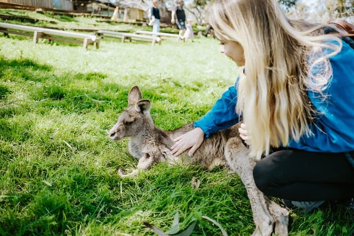Hobart Wanderer: Mt Wellington, Richmond & Bonorong Day Shore Excursion photo 5
