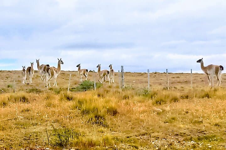 Pali Aike Full-Day Adventure from Punta Arenas — Volcanic Fields, Shipwrecks & Wildlife photo 3