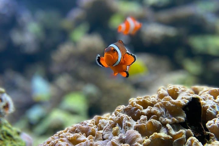 Maafushi Full-Day Snorkeling and Island Hopping in the Maldives photo 4