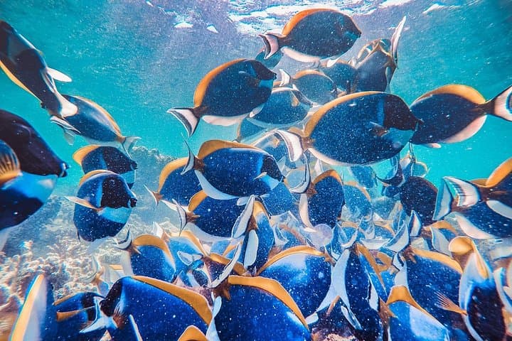 Maafushi Full-Day Snorkeling and Island Hopping in the Maldives photo 3