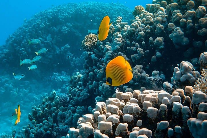 Maafushi Full-Day Snorkeling and Island Hopping in the Maldives