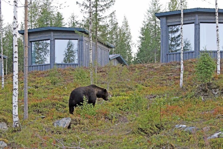 Luxury Bear-Watching Cabin in Finland: Close-Up Wildlife Hides and Wilderness Comfort