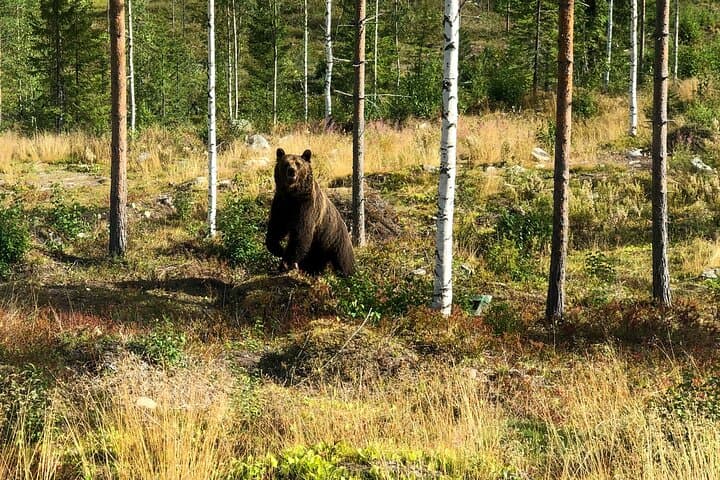 Luxury Bear-Watching Cabin in Finland: Close-Up Wildlife Hides and Wilderness Comfort photo 3