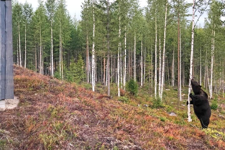 Luxury Bear-Watching Cabin in Finland: Close-Up Wildlife Hides and Wilderness Comfort photo 4