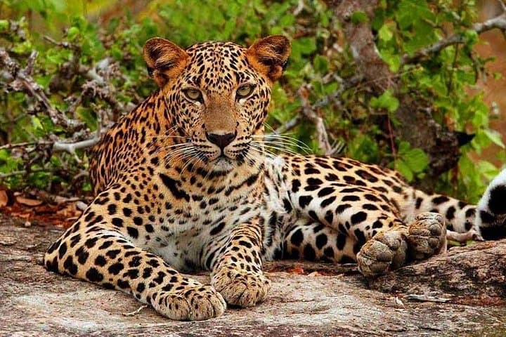 Luxury Safari Camping in Yala: Overnight Wild Safari with Big-Game Drives photo 4