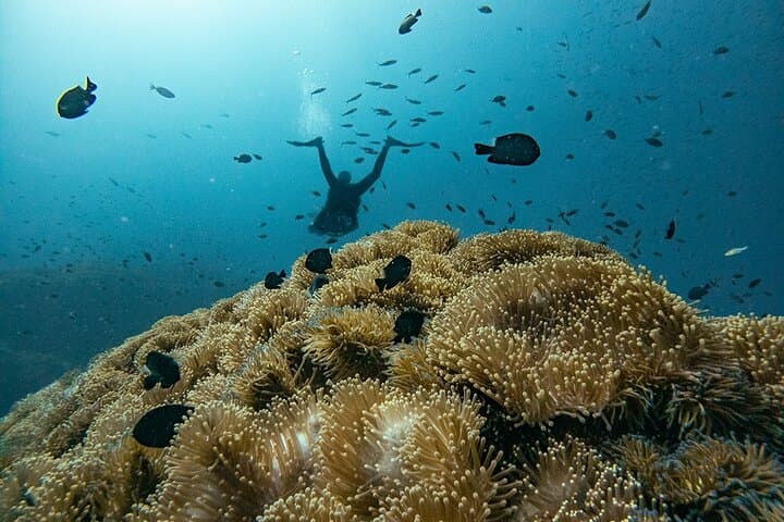 3-Day PADI Open Water Course in Koh Tao — Learn to Scuba Dive photo 5