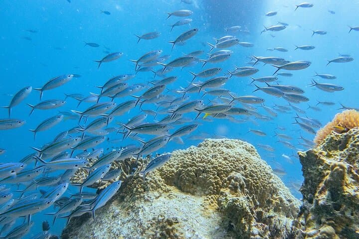 3-Day PADI Open Water Course in Koh Tao — Learn to Scuba Dive photo 6