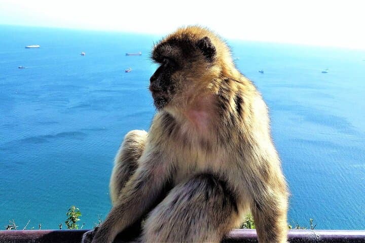 Private Gibraltar & Mijas Day Tour from Marbella — Rock of Gibraltar, Monkeys & Whitewashed Mijas photo 2