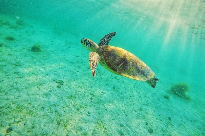 Port Barton Island Hopping with Turtle Watching — Shared Day Boat Tour