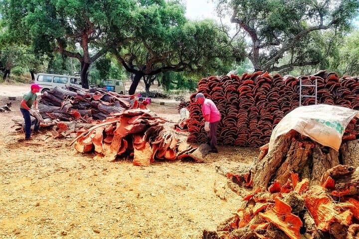 Cork Forest Walk & Wine: Serra d'Ossa Cork Oak Trek with Tasting and Lunch photo 2