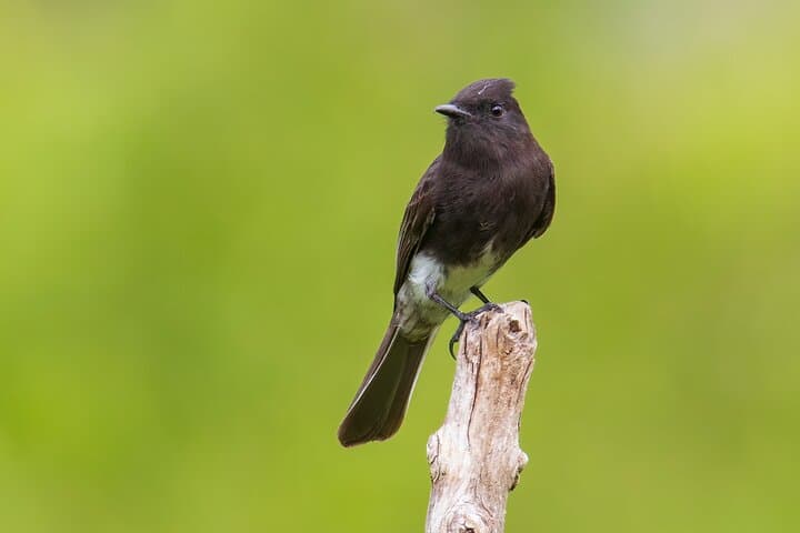 Birdwatching at San Juan La Laguna: 5-Hour Private Guided Tour on Lake Atitlán photo 3