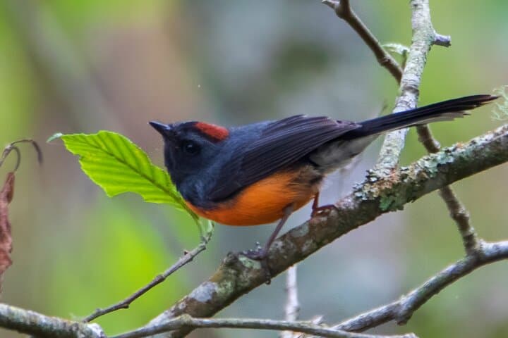 Birdwatching at San Juan La Laguna: 5-Hour Private Guided Tour on Lake Atitlán photo 4
