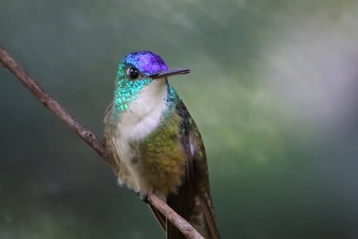 Birdwatching at San Juan La Laguna: 5-Hour Private Guided Tour on Lake Atitlán photo 5