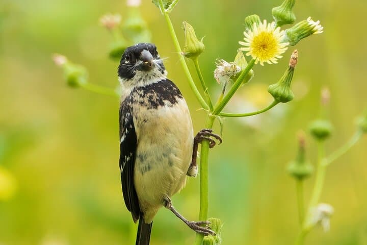 Birdwatching at San Juan La Laguna: 5-Hour Private Guided Tour on Lake Atitlán photo 6