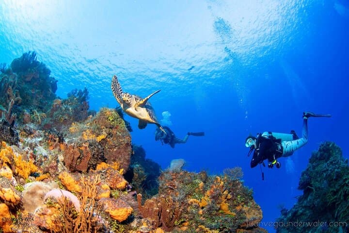 2-Tank Cozumel Reef Boat Dives — Palancar & Columbia Sites photo 5