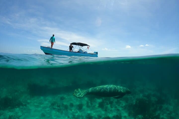 Private Hol Chan Snorkeling: 7 Stops Including Shark Ray Alley photo 4