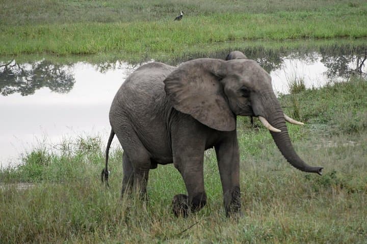 7-Day South Africa & Eswatini Adventure: Kruger, Drakensberg & St Lucia photo 3