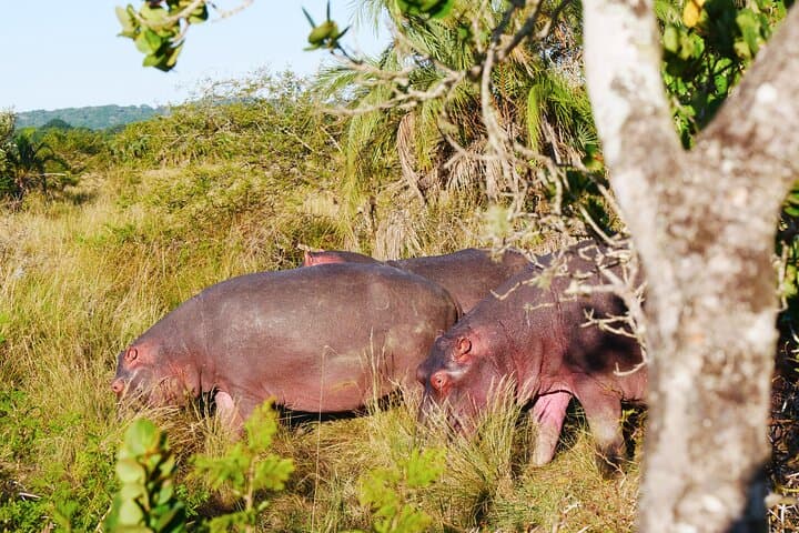 7-Day South Africa & Eswatini Adventure: Kruger, Drakensberg & St Lucia photo 4