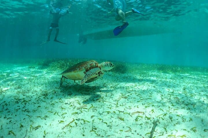 Private Hol Chan Snorkeling: 7 Stops Including Shark Ray Alley photo 3