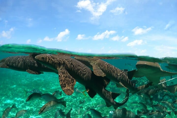 Private Hol Chan Snorkeling: 7 Stops Including Shark Ray Alley photo 2