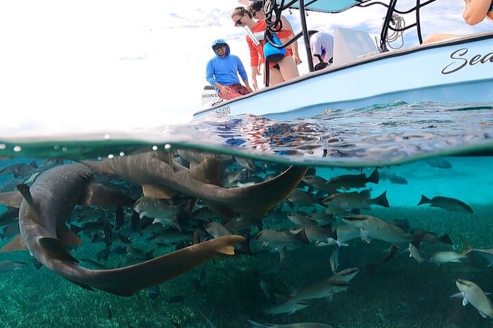 Private Hol Chan Snorkeling: 7 Stops Including Shark Ray Alley photo 5