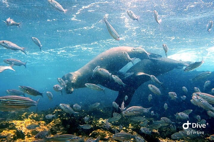 Snorkel Santa Fe Island & Playa Escondida — Galápagos Day Trip