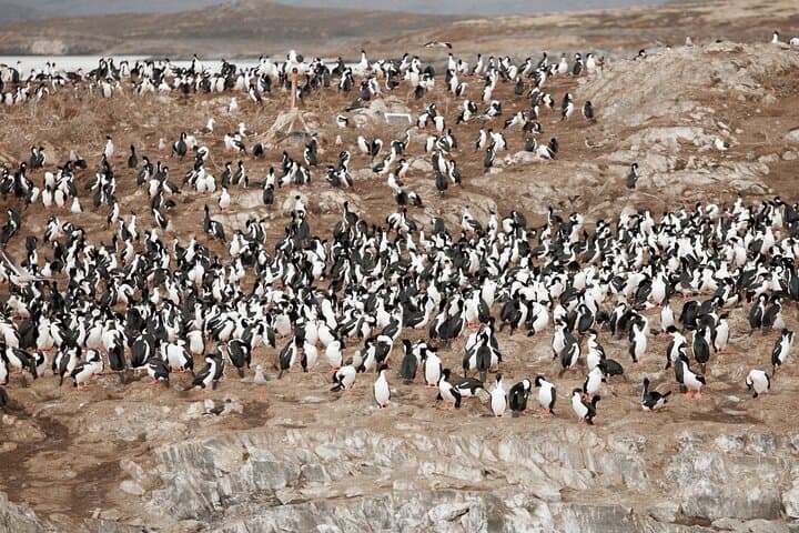 Beagle Channel Catamaran Cruise to Isla Martillo Penguins photo 5