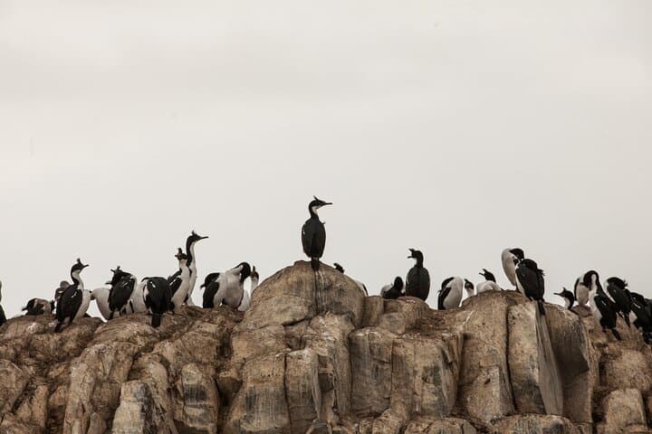 Beagle Channel Catamaran Cruise to Isla Martillo Penguins photo 4