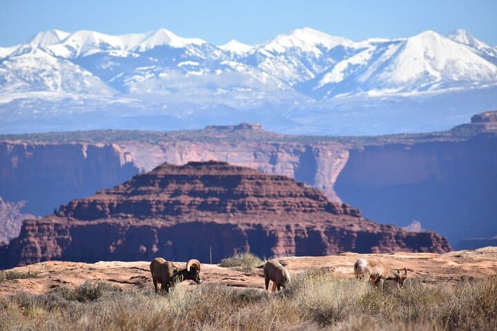Canyonlands 4x4 and Colorado River Rafting: The Best Moab Day Combo photo 4