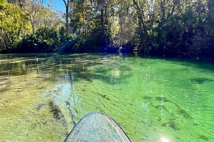 Weeki Wachee Clear Paddle Board Ecotours: Manatee SUP Tours on Florida's Spring-Fed River photo 3