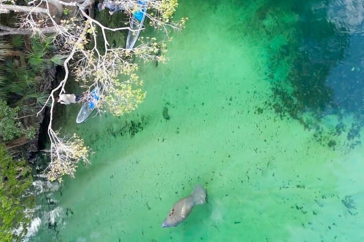 Weeki Wachee Clear Paddle Board Ecotours: Manatee SUP Tours on Florida's Spring-Fed River photo 5