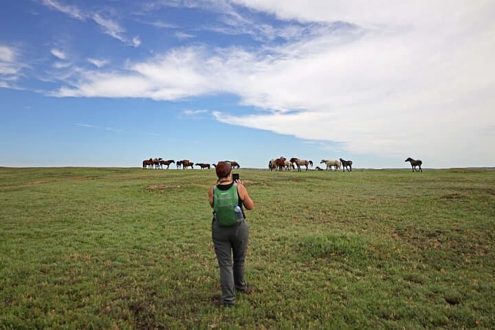 Chasing Horses: Theodore Roosevelt National Park Wildlife Photography Experience photo 3