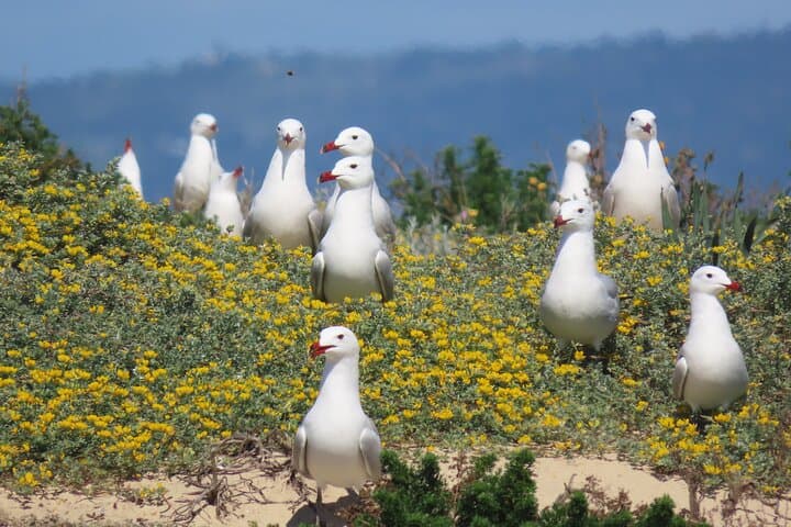 Ria Formosa Eco Tour from Faro: Ilha Deserta by Marine Biologist photo 3