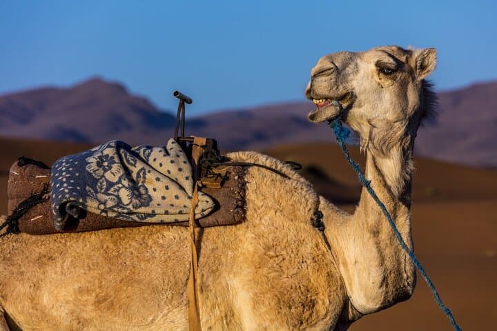 Sunset Camel Trek & Barbecue in Souss Massa from Agadir