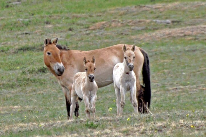 Scenes of Mongolia: 3-Day Terelj & Hustai National Parks Tour from Ulaanbaatar photo 6