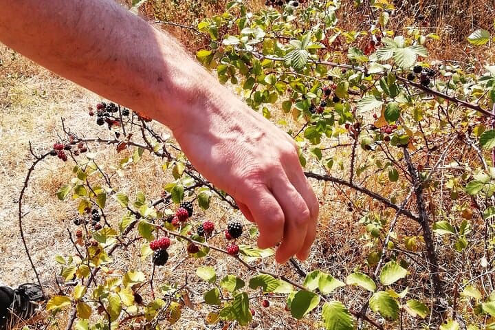 Cork Forest Walk & Wine: Serra d'Ossa Cork Oak Trek with Tasting and Lunch photo 5
