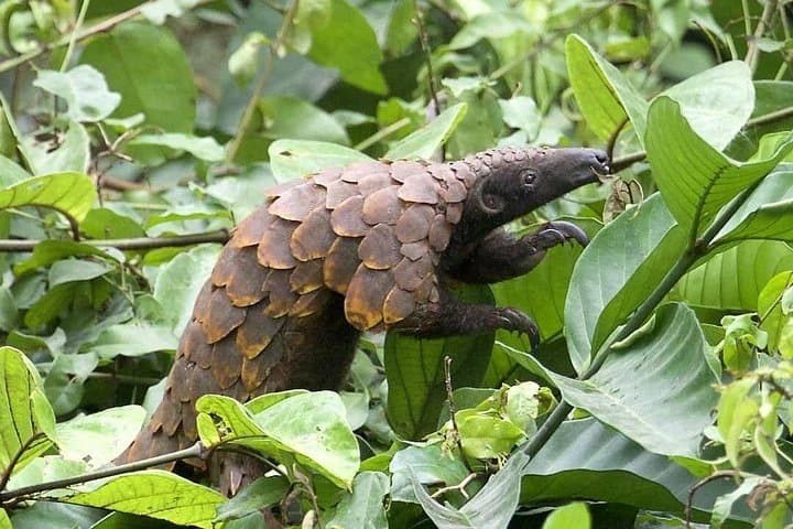 10-Day Ghana Eco Tour: Rainforest Canopy Walks, Coastal Castles & Village Life photo 4