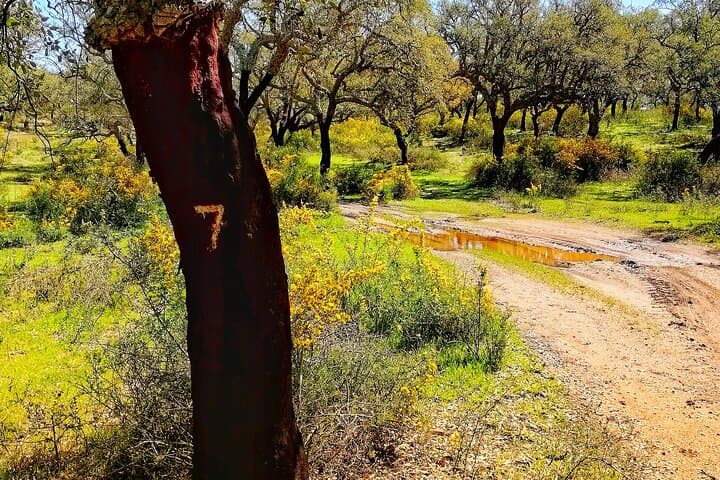 Cork Forest Walk & Wine: Serra d'Ossa Cork Oak Trek with Tasting and Lunch