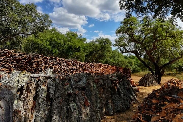 Cork Forest Walk & Wine: Serra d'Ossa Cork Oak Trek with Tasting and Lunch photo 3