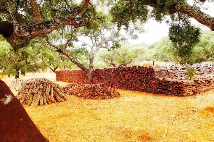 Cork Forest Walk & Wine: Serra d'Ossa Cork Oak Trek with Tasting and Lunch photo 4