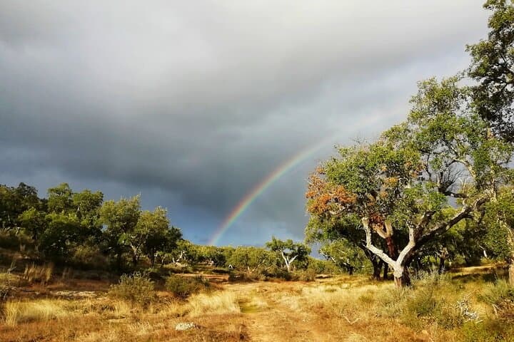 Cork Forest Walk & Wine: Serra d'Ossa Cork Oak Trek with Tasting and Lunch photo 6