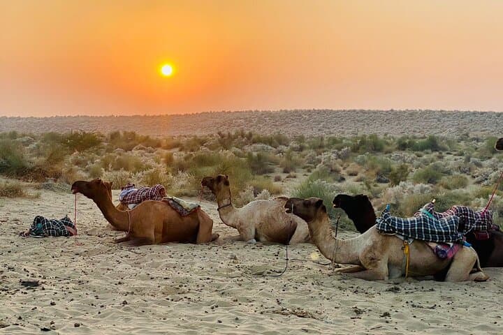 Overnight Thar Desert Camel Safari from Jaisalmer — Sunset Dunes & Starry Camp photo 5
