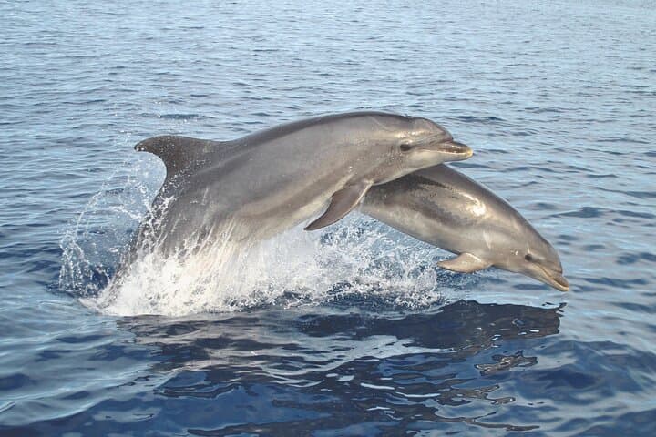 Benagil Cave & Dolphin Watch from Marina de Lagos — Guided Trip with Marine Biologist photo 4