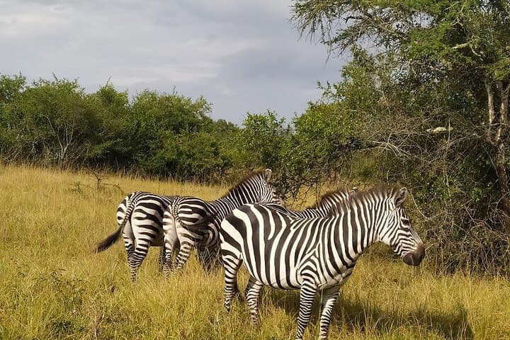10-Day Uganda Safari: Gorilla Trekking, Chimps & Big Game photo 3